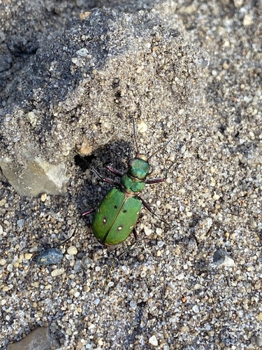 Green Tiger Beetle
