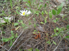 Aphanostephus skirrhobasis