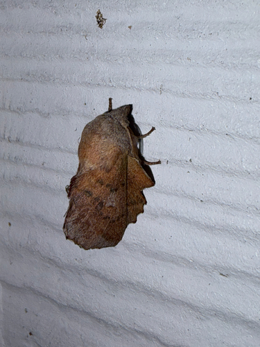 American Lappet Moth