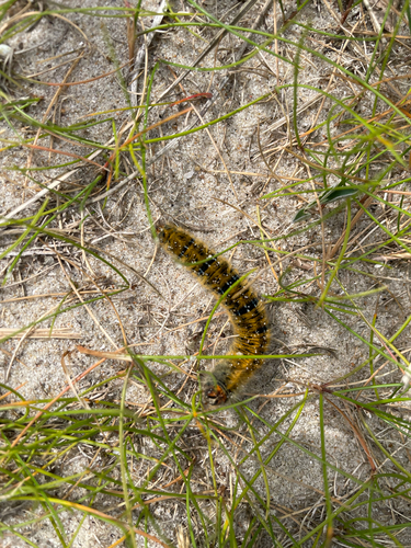 Grass Eggar