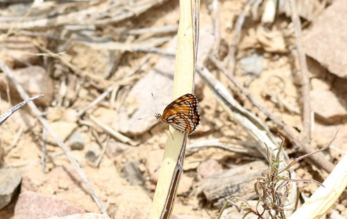 Chinati Checkerspot