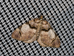 Anticlea derivata