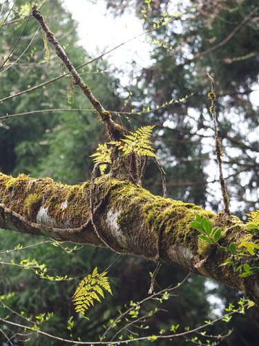 Davallia trichomanoides, photograph 4