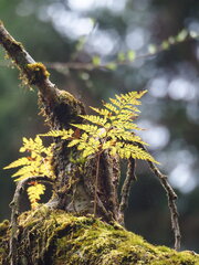 author not stated, no rights reserved Davallia trichomanoides, photograph author not stated, no rights reserved