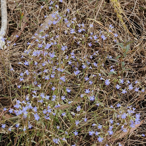 Lobelia dioica observed 2026-07-01