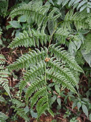 Monachosorum henryi, photograph author not stated, no rights reserved