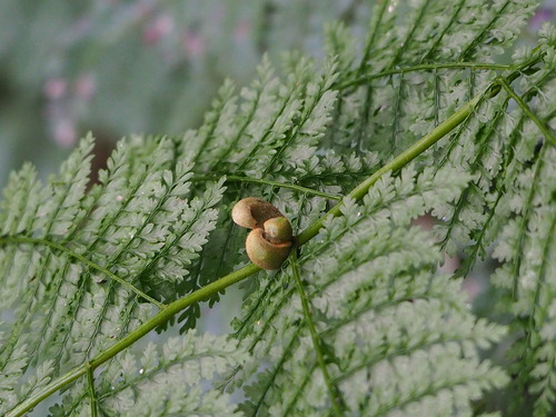 Monachosorum henryi