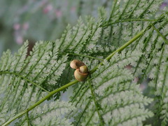 Monachosorum henryi