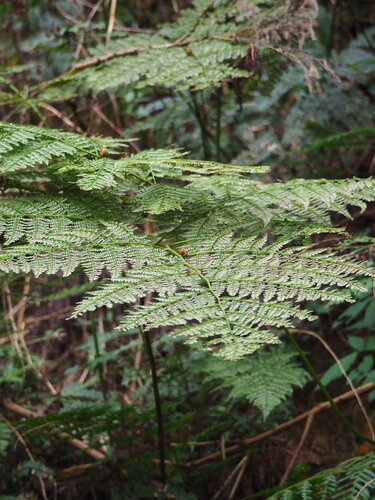 Monachosorum henryi, photograph 2