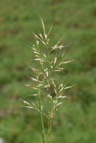 Trisetum alpestre, 2026-06-30