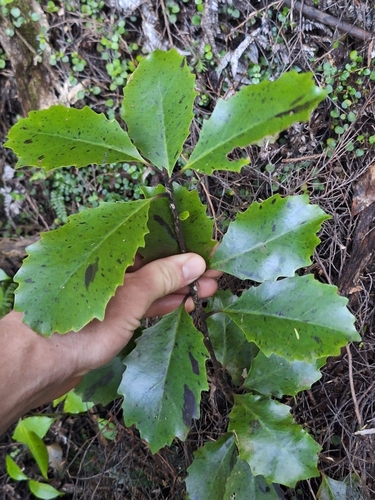 Alseuosmia quercifolia, photograph 6