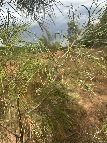 Darwin Silky Oak