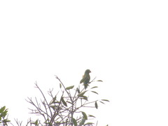 Brotogeris jugularis