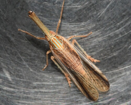 Zedochir fuscovittatus