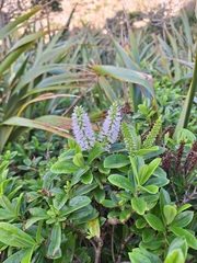 Veronica bollonsii, photograph (c) Oscar Dove, some rights reserved (CC BY)