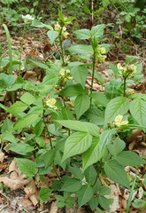 Vicia oroboides