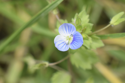 Veronica persica image