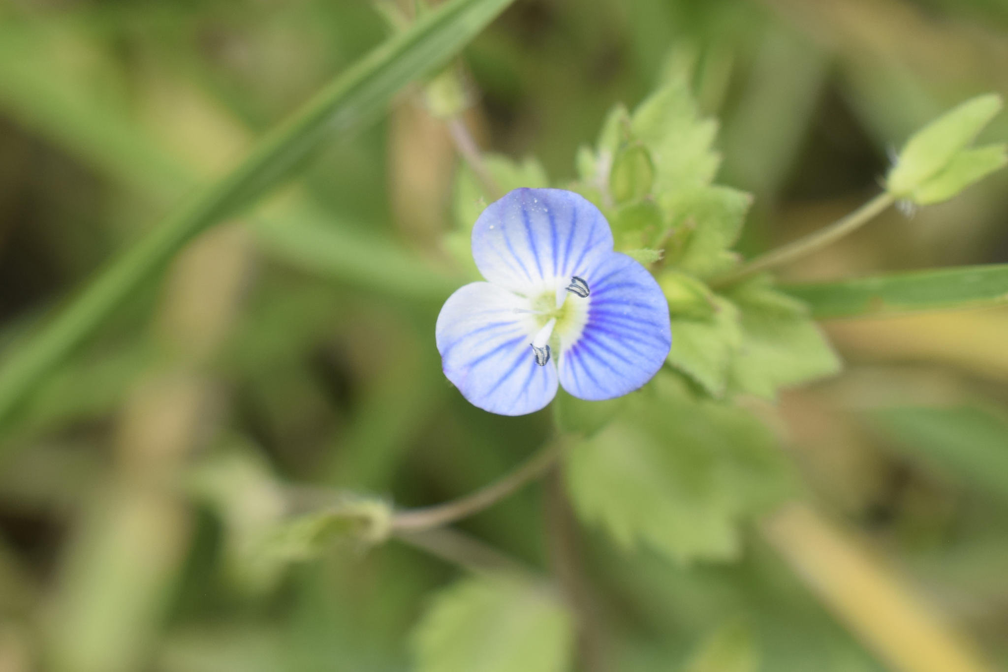 Veronica image
