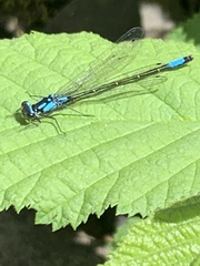 Zoniagrion exclamationis
