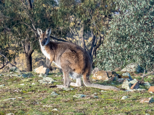 Red-necked Wallaby
