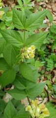 Vicia oroboides