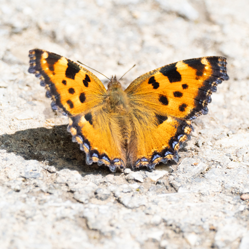 Large Tortoiseshell