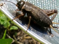 Gryllus rubens