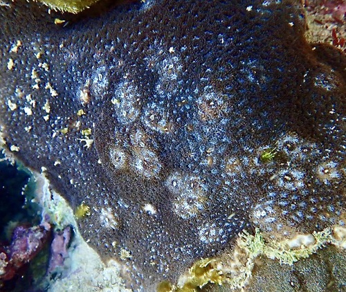 Leptastrea purpurea observed 2026-06-12