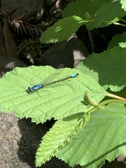 Zoniagrion exclamationis