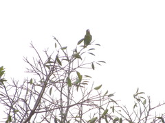 Brotogeris jugularis