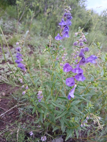 Baikal skullcap (Scutellaria baicalensis)