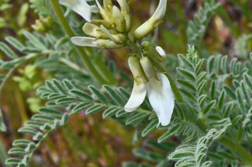 Astragalus drummondii, photograph 2