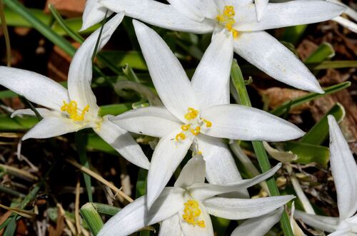 Leucocrinum montanum, photograph 4