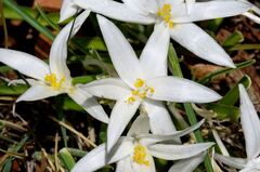 Leucocrinum montanum, photograph (c) James (Jim) Duggan, some rights reserved (CC BY)
