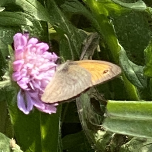 Meadow Brown