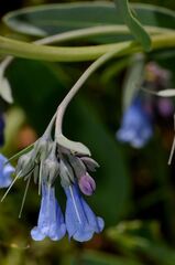 (c) James (Jim) Duggan, some rights reserved (CC BY) Mertensia lanceolata, photograph (c) James (Jim) Duggan, some rights reserved (CC BY)