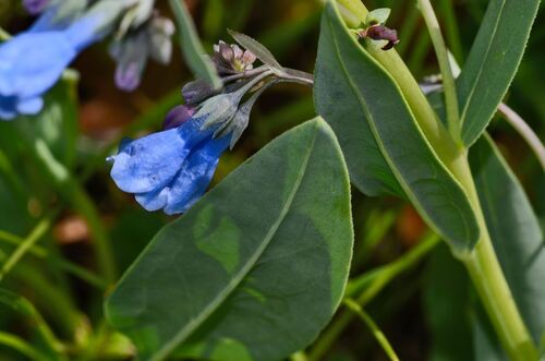 Mertensia lanceolata