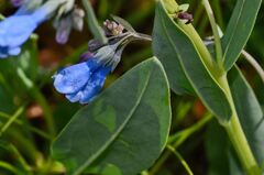 Mertensia lanceolata