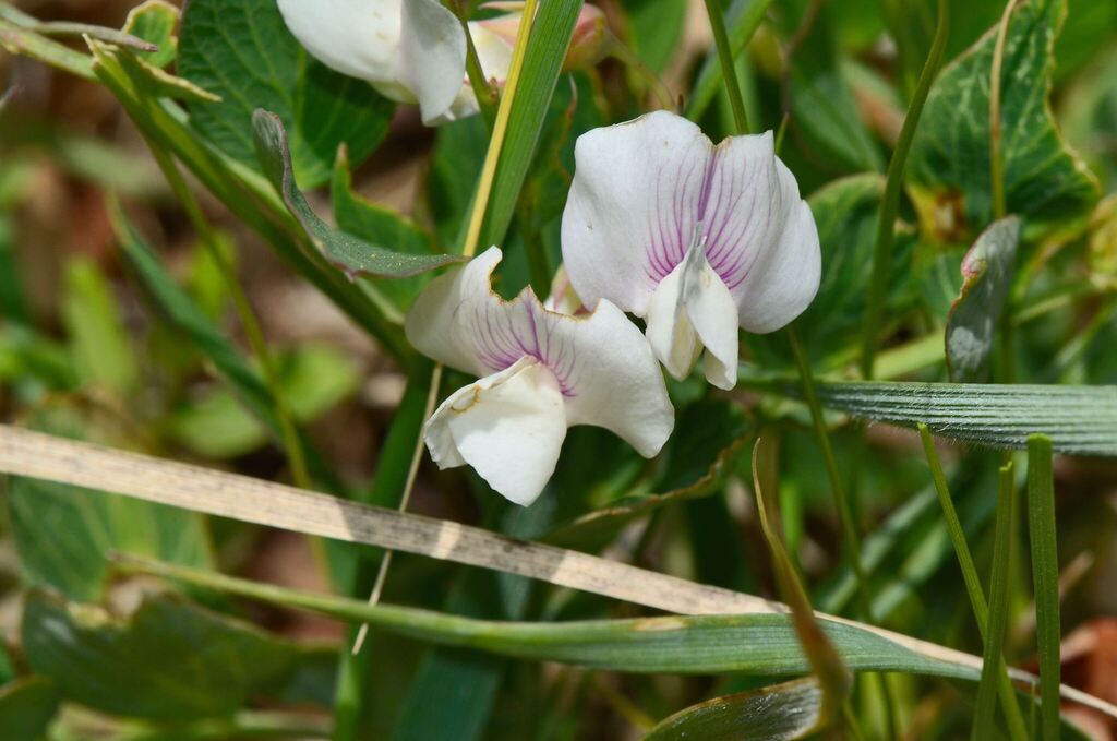 Lathyrus lanszwertii; photograph (c) James (Jim) Duggan, some rights reserved (CC BY)