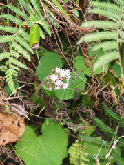 author not stated, no rights reserved Petasites formosanus, photograph author not stated, no rights reserved
