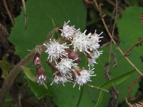 Petasites formosanus