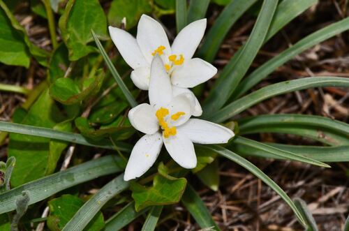 Leucocrinum montanum, photograph 3