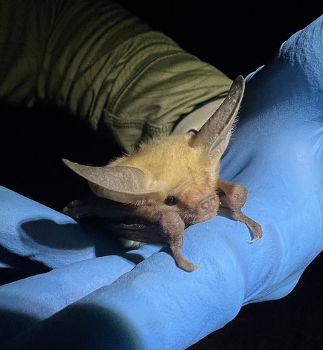 Pallid Bat photographed in Colorado