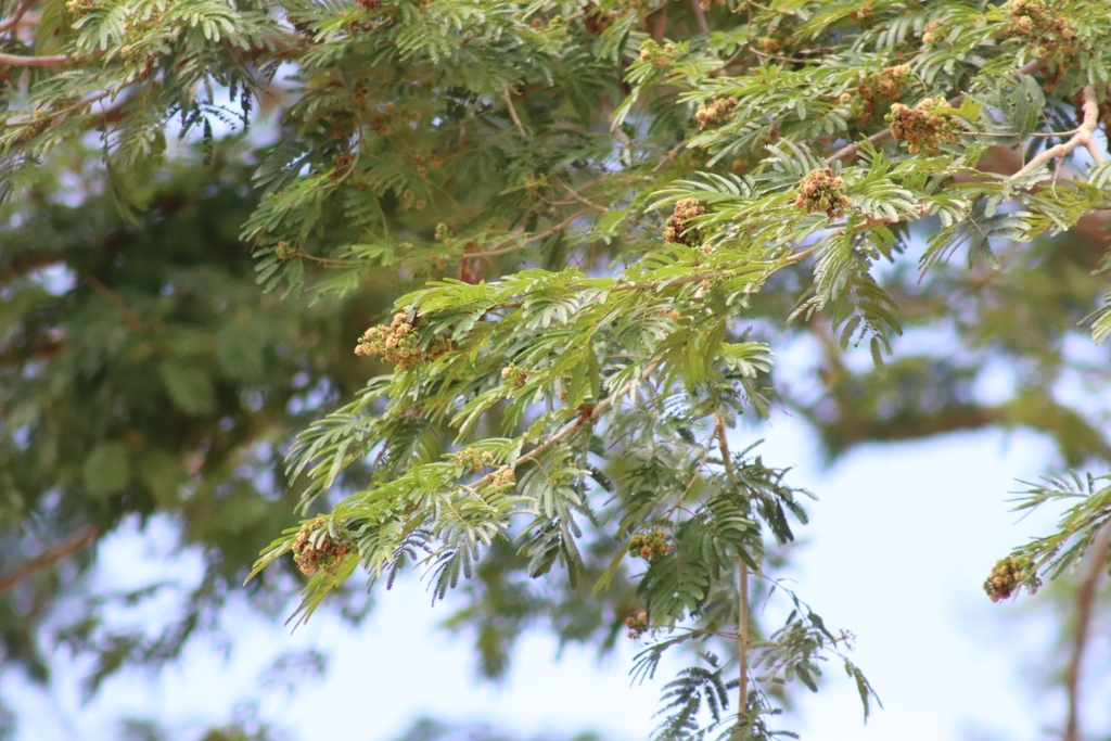 Pseudalbizzia niopoides