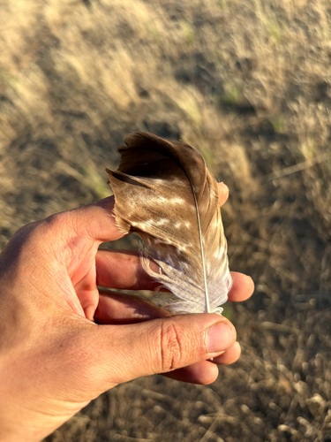 Plume de Aigle des steppes