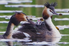 Great Crested Grebe photo 5