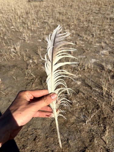 Plume de Pélican frisé