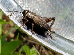 Gryllus rubens