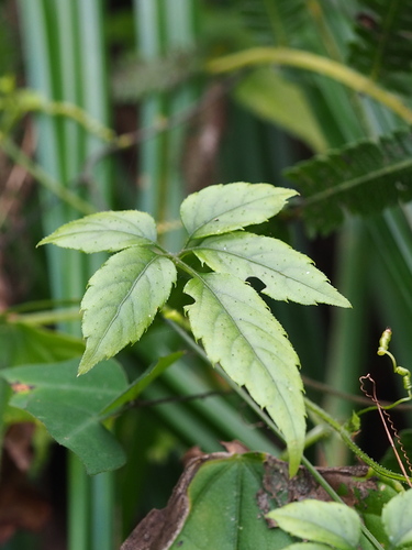 Gynostemma pentaphyllum