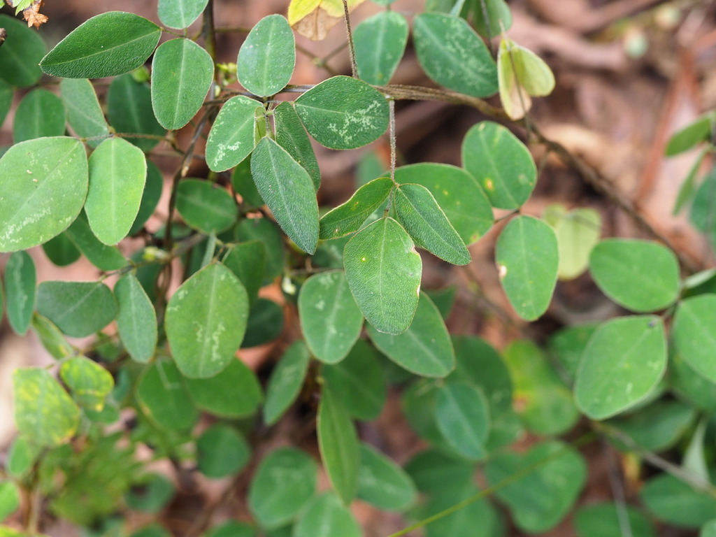 Dumasia villosa; photograph author not stated, no rights reserved